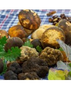 Tartufo e Funghi
