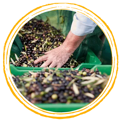 Olio EVO e Aceti