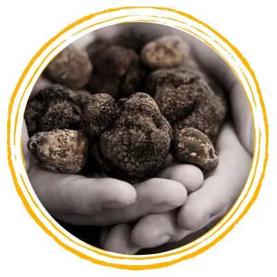 Tartufi, Funghi, Frutta e Verdura