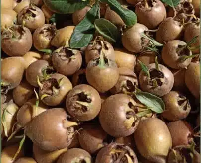 Marmellata di Sorbe e Mele