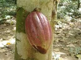 pianta del cacao Venezuelana