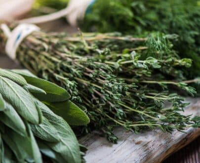 Erbe aromatiche Sg Vivai
