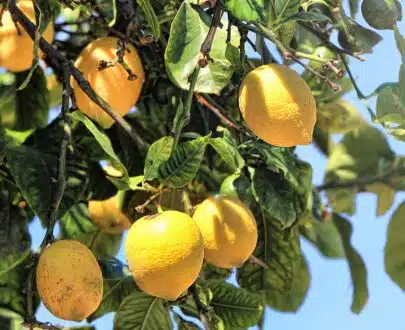 Limoni freschi di Sicilia 3 kg
