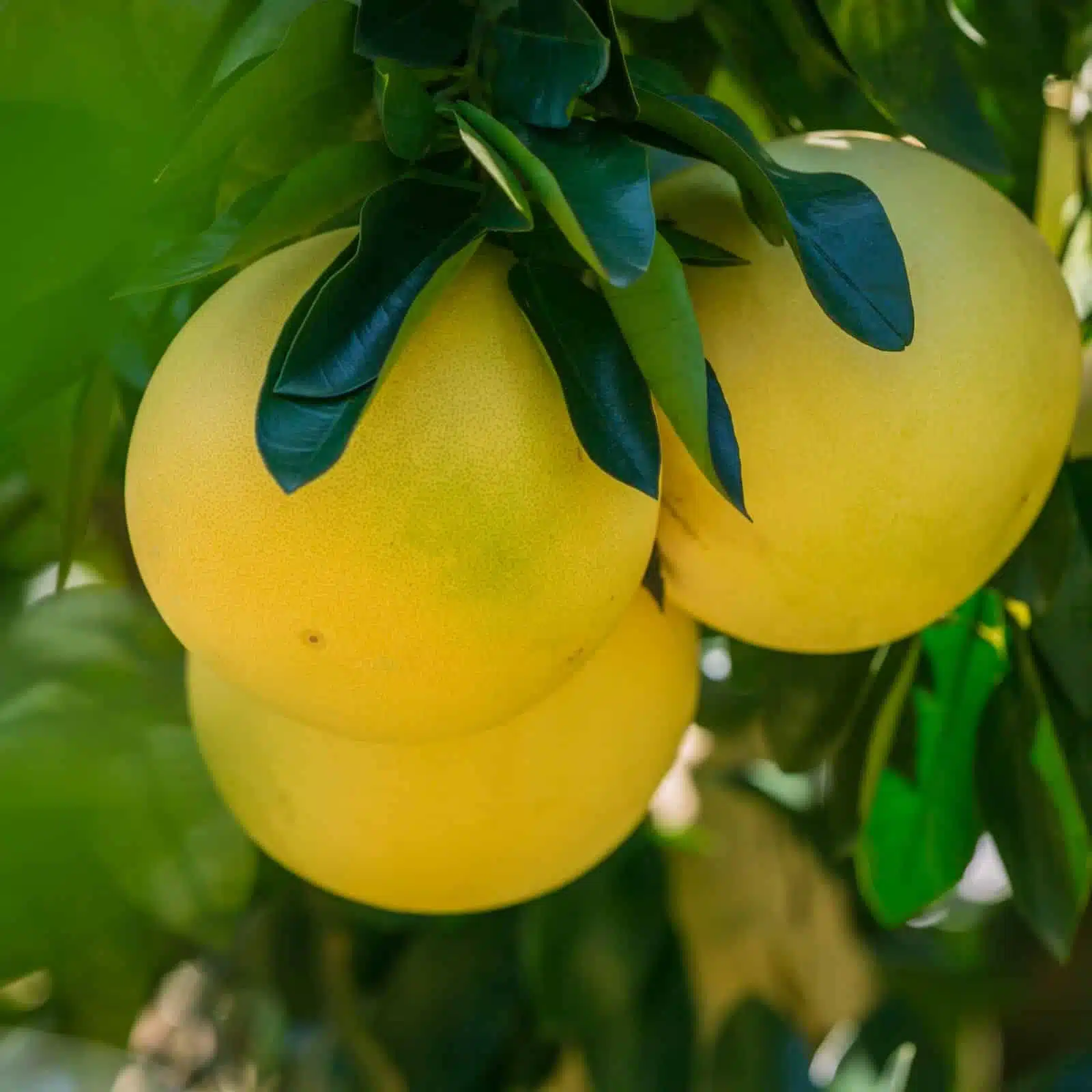 Pompelmi freschi di Sicilia 10 kg