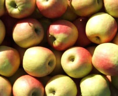 mela-cripps-bio-100%-biosolidale
